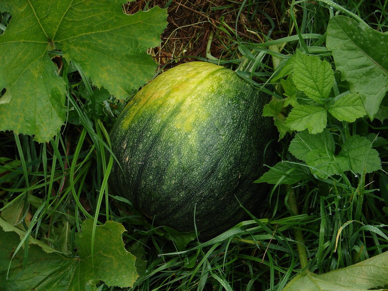 Арбуз обыкновенный шерстистый