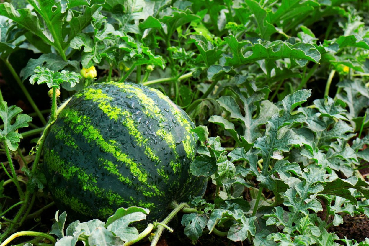Болезни арбузов в открытом