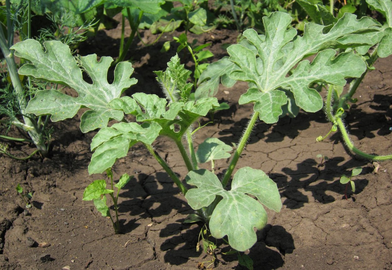 Ботва арбуза