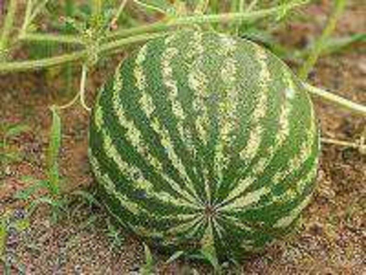 Мучнистая роса на арбузах