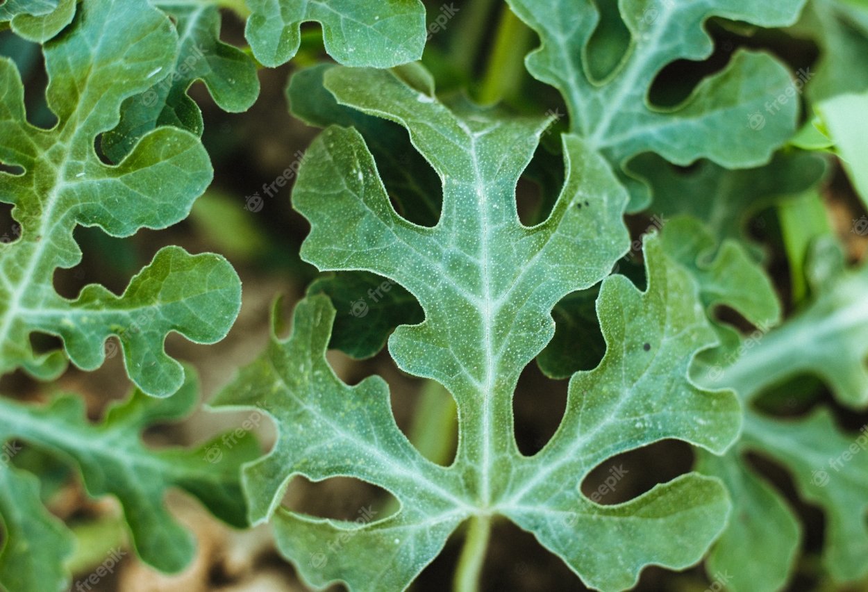 Арбузный лист