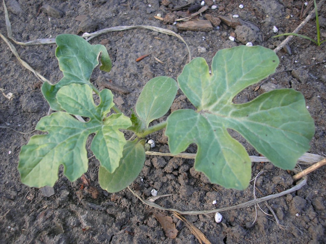 Арбузный лист