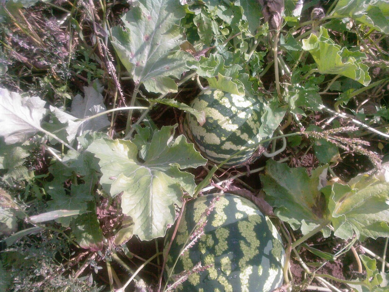 Арбуз обыкновенный стебель