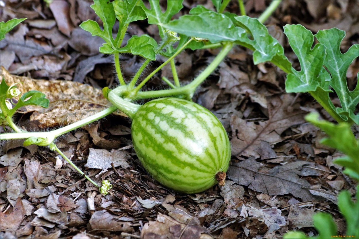 Citrullus Colocynthis