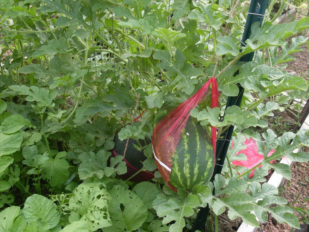 Плеть арбуза