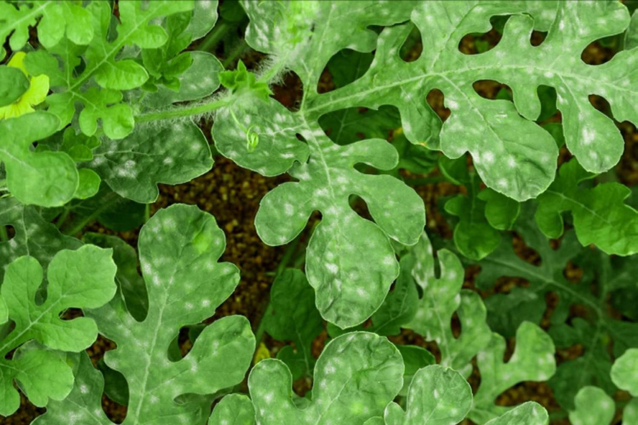 Арбуз ботаника