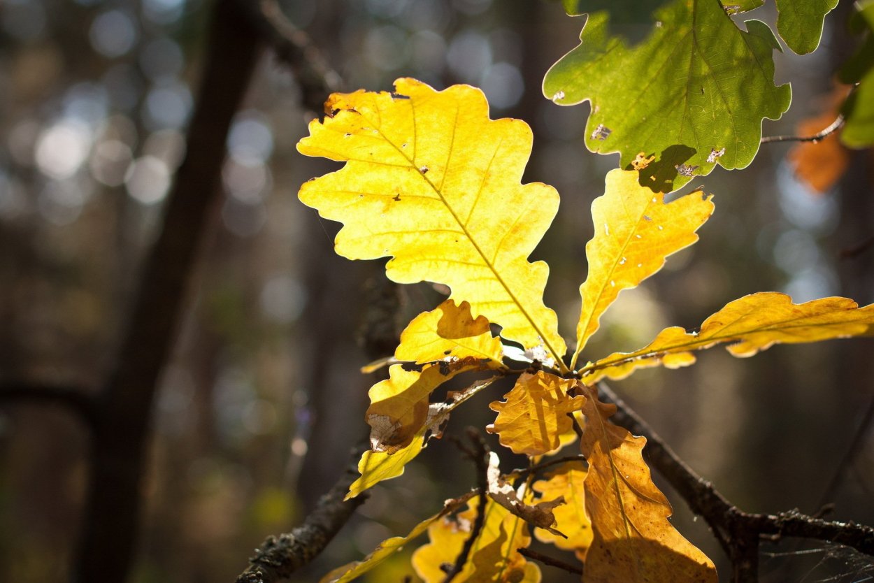 Осенний дуб