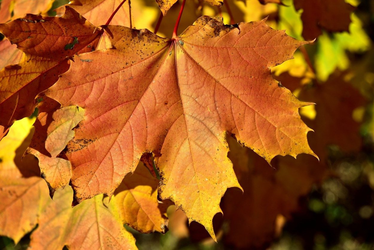 Картина листья дубовые и кленовые