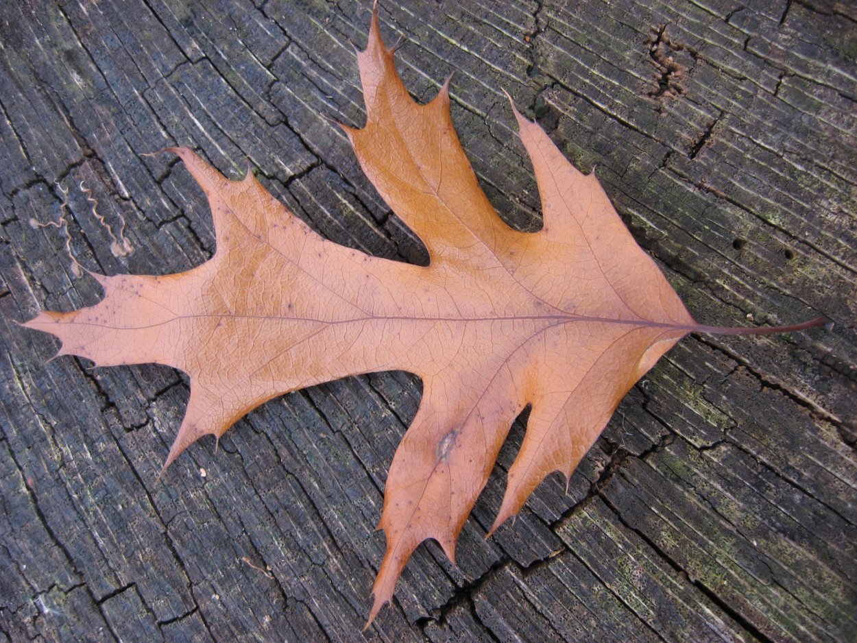 Лист клена и лист дуба