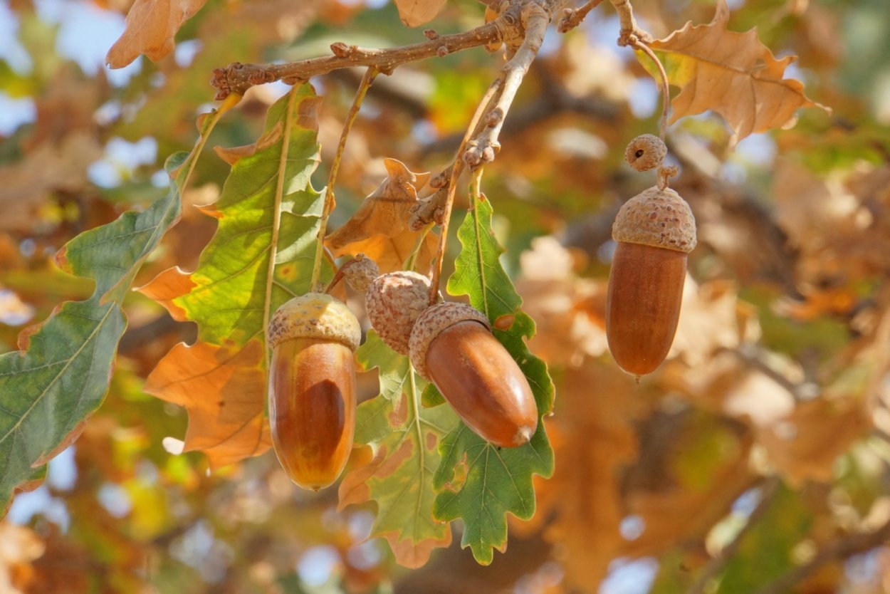 Жёлуди дуба