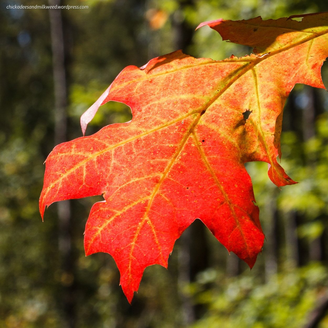 Дуб красный листья