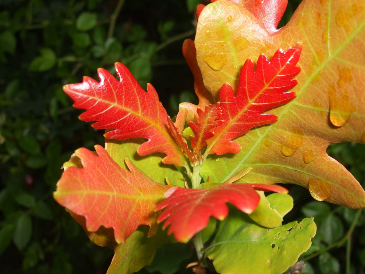 Дубовый лист