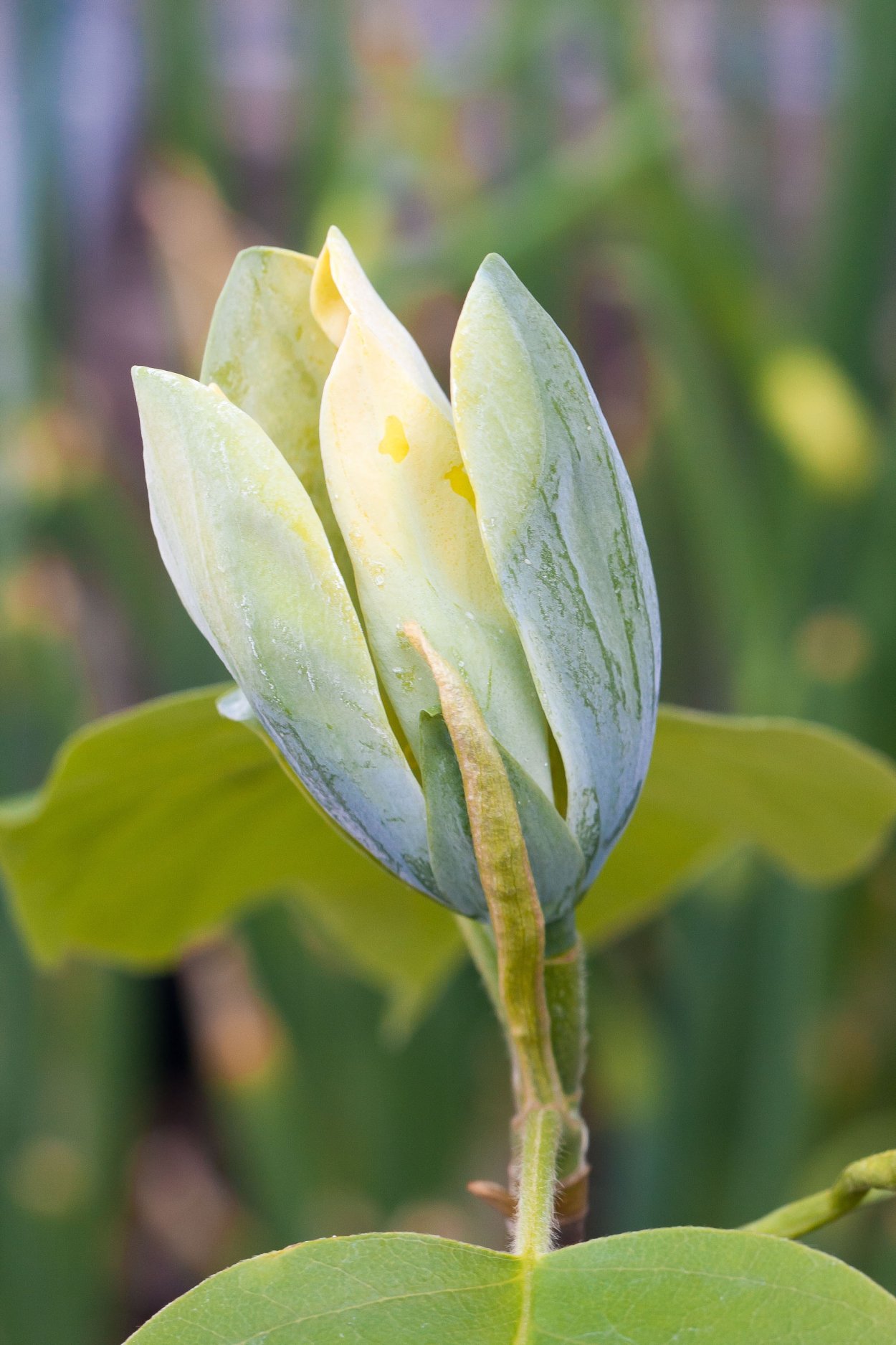 Магнолия acuminata Blue Opal