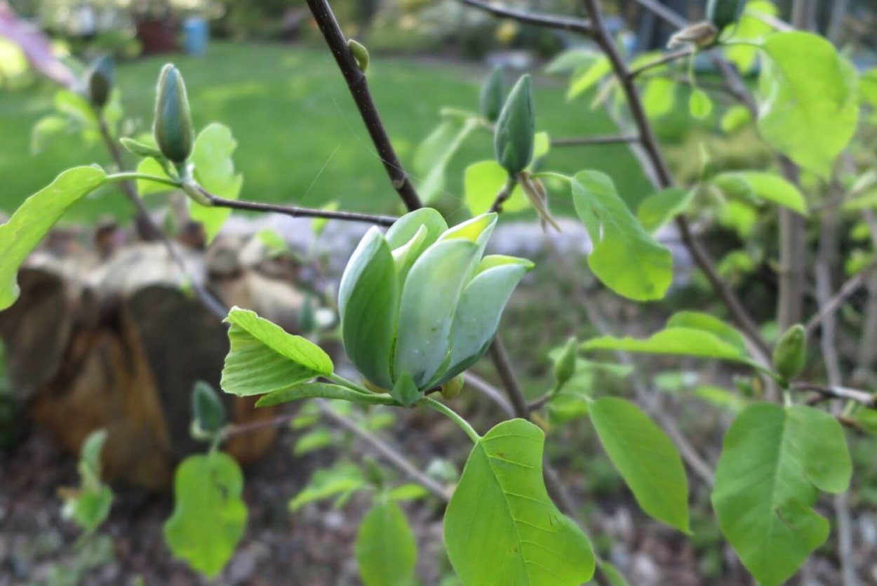 Магнолия acuminata Blue Opal