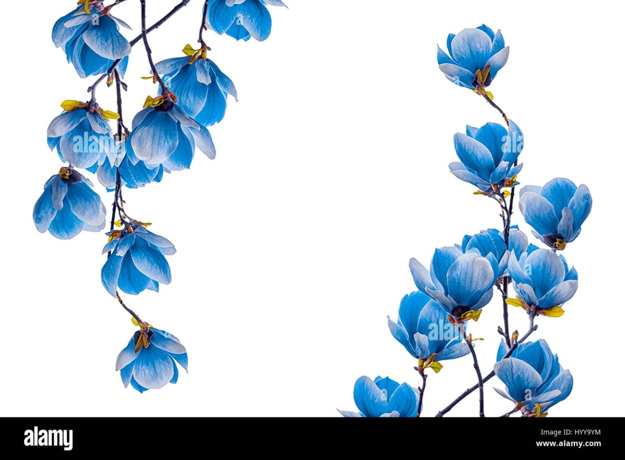 Ханди арт магнолии