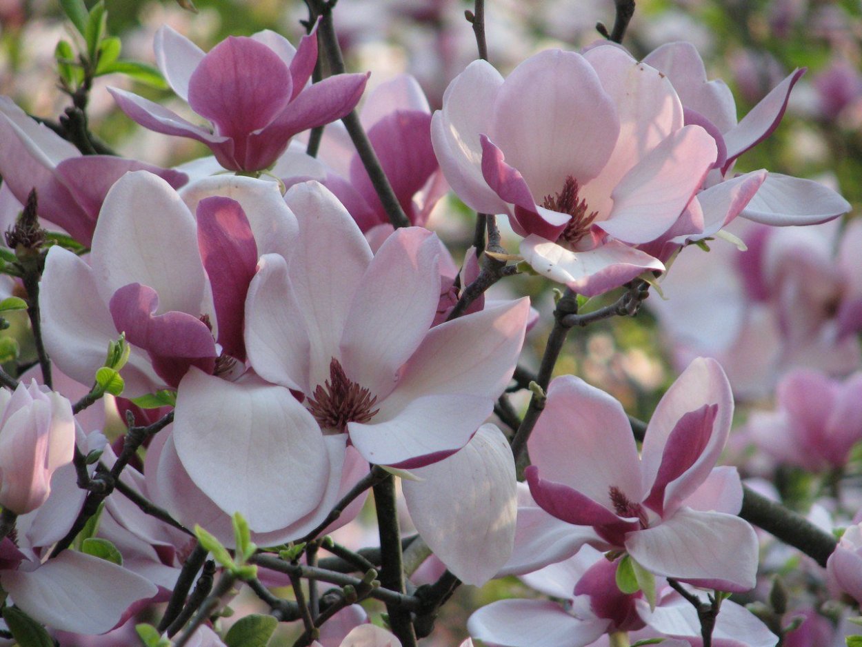 Цветы магнолии