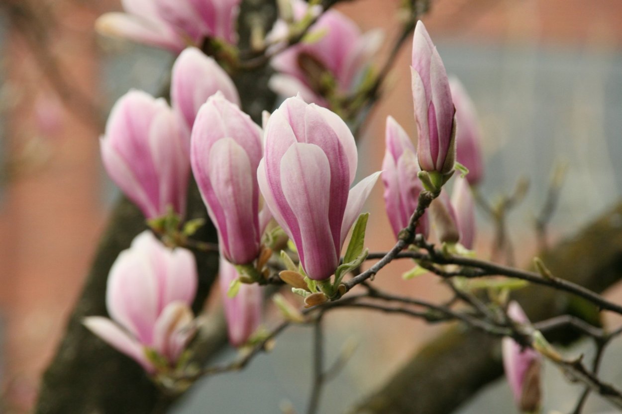 Калининград Ботанический сад магнолии