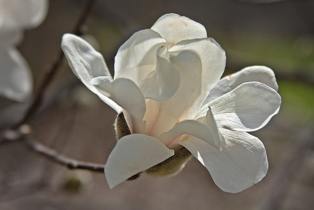 Магнолия Лилифлора птичий цветок