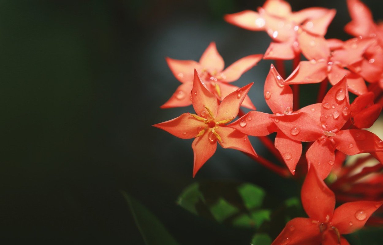 Огненный цветок