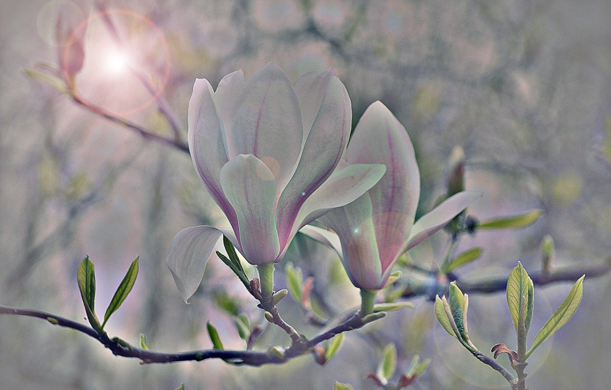 Цвет Магнолия