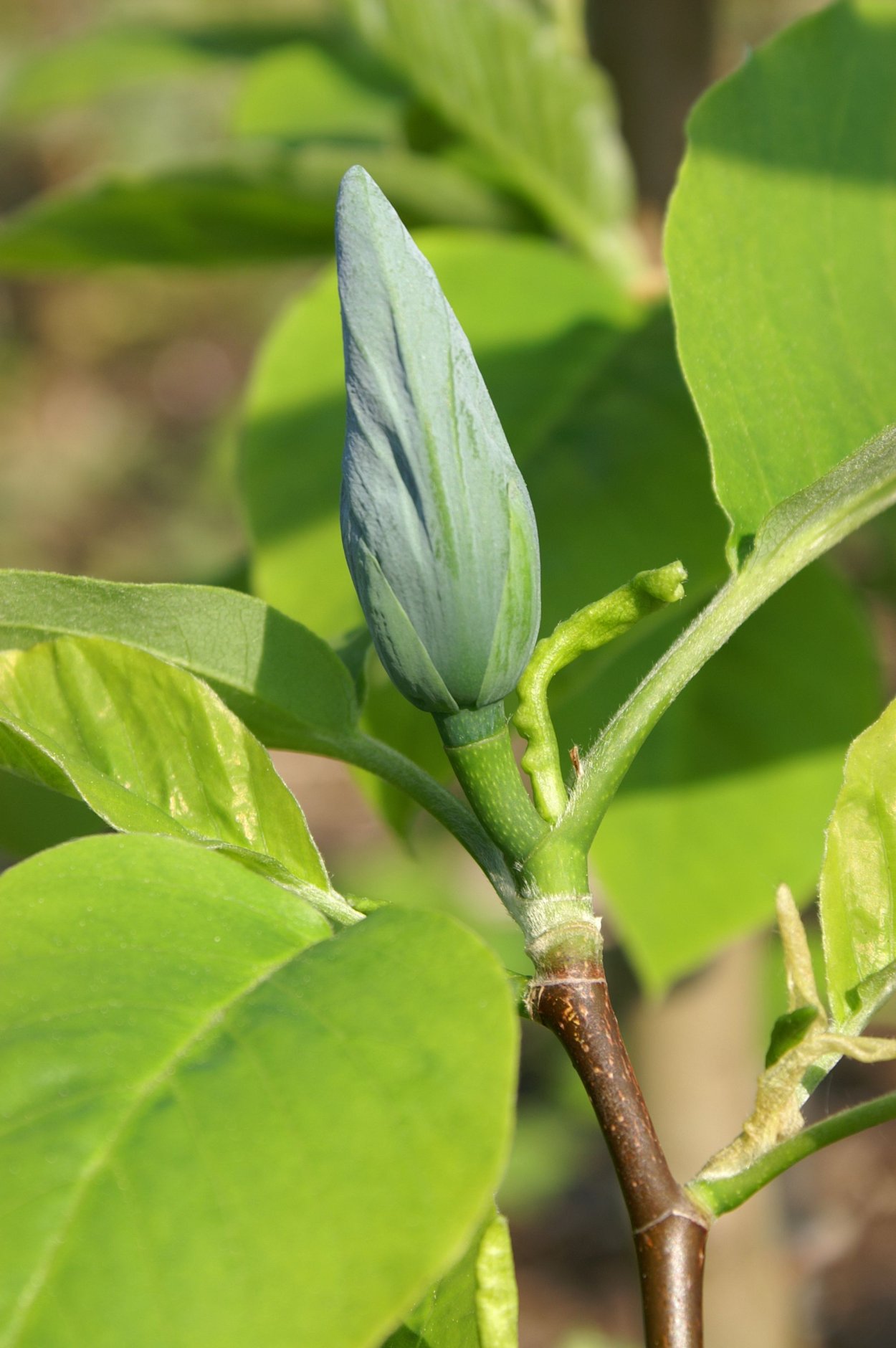 Магнолия голубая