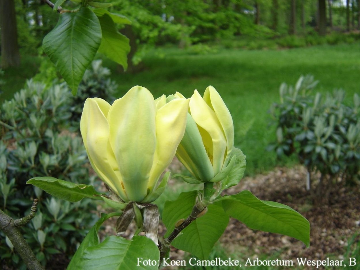 Магнолия голубая