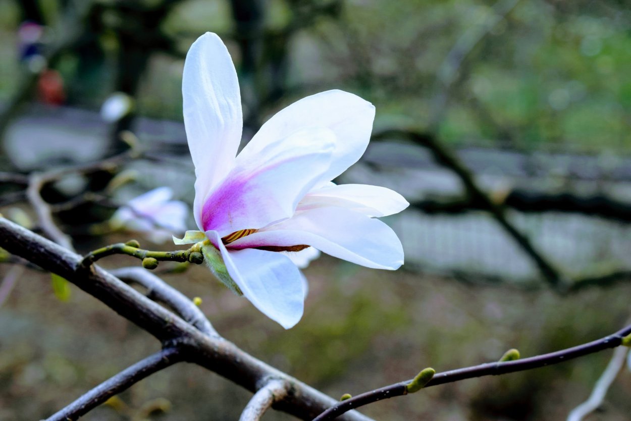 Магнолия Блю опал