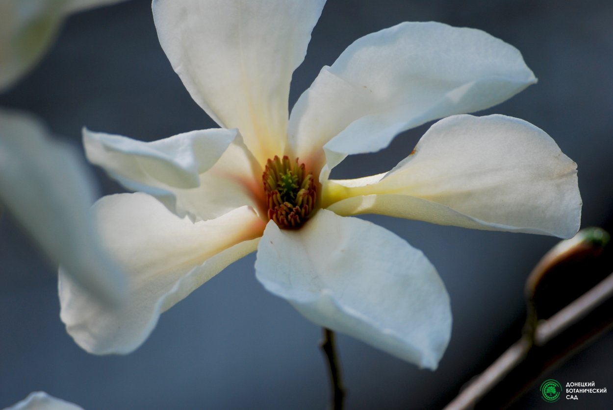 Белые апрельские цветы