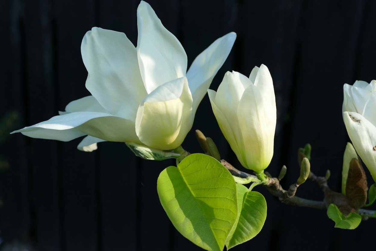 Магнолия голубая