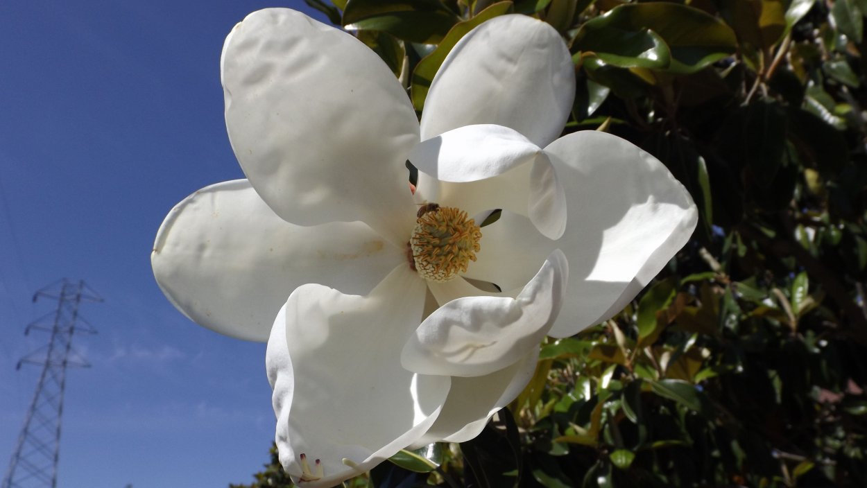 Магнолия Лебнера Меррил