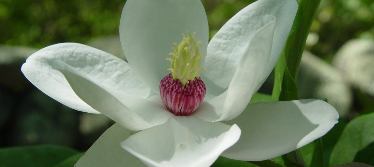 Magnolia acuminata 'Blue Opal'