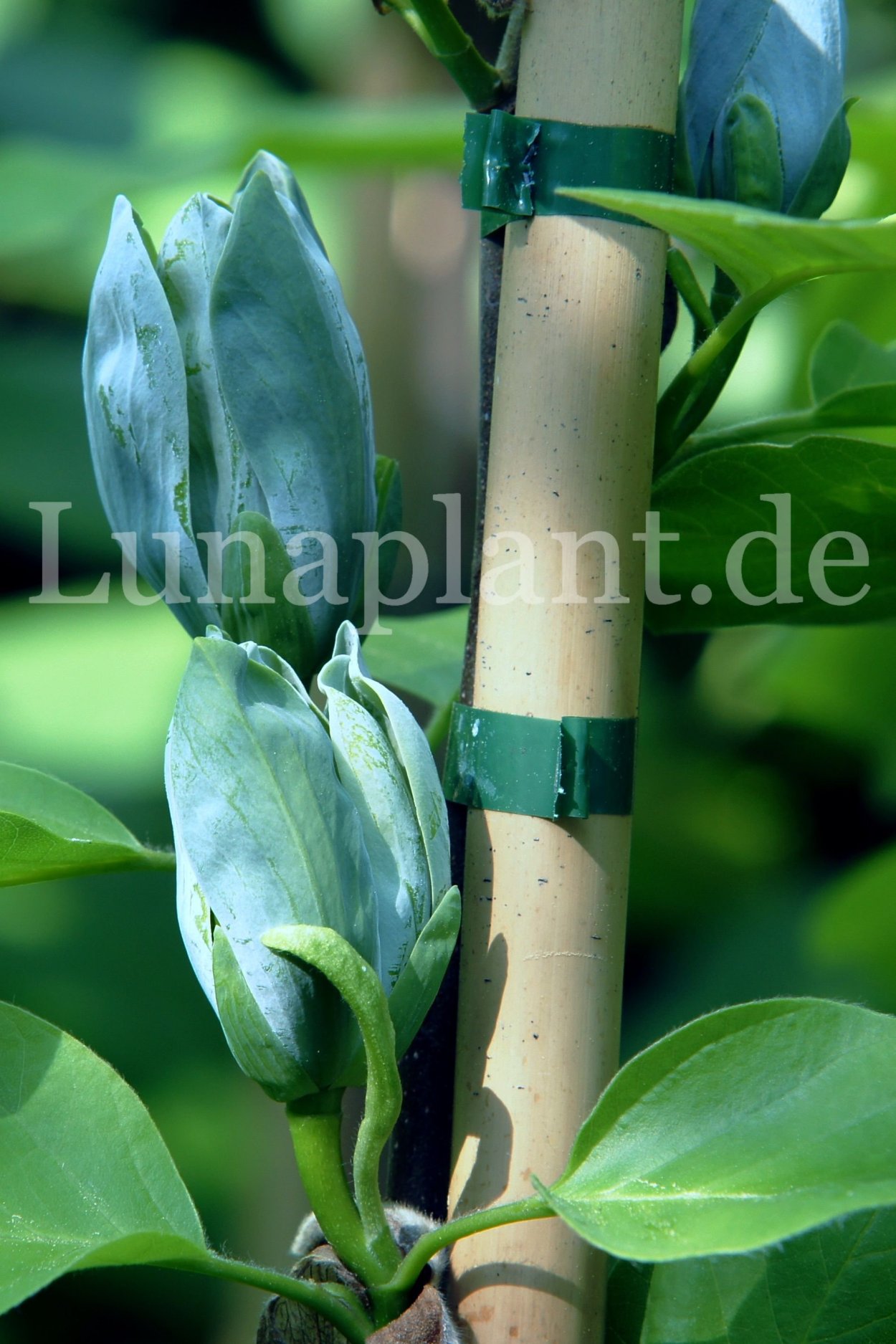 Магнолия Фрагрант