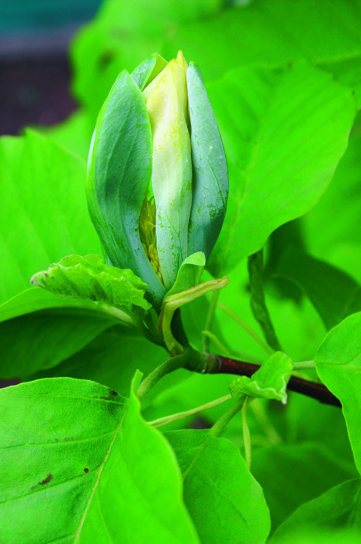 Магнолия обратнояйцевидная