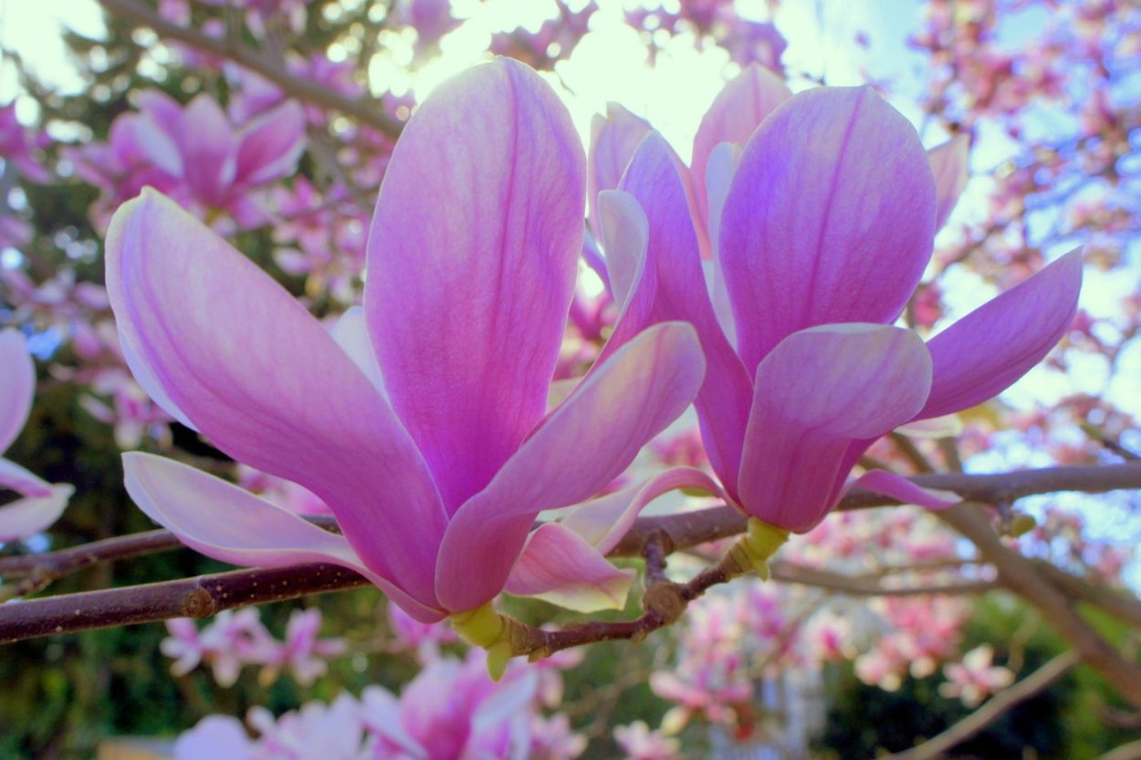 Магнолия Блю опал