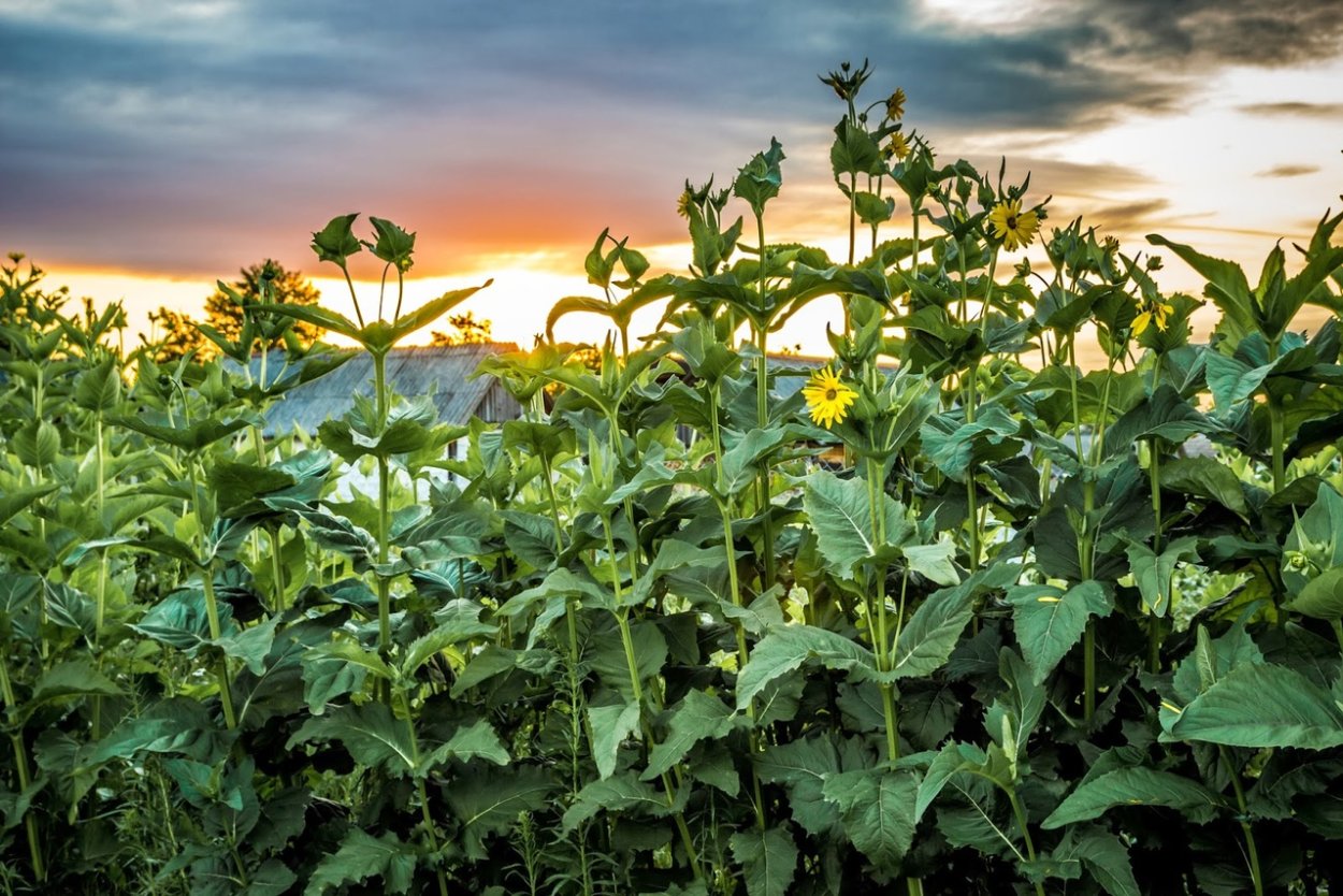 Сильфия пронзеннолистная