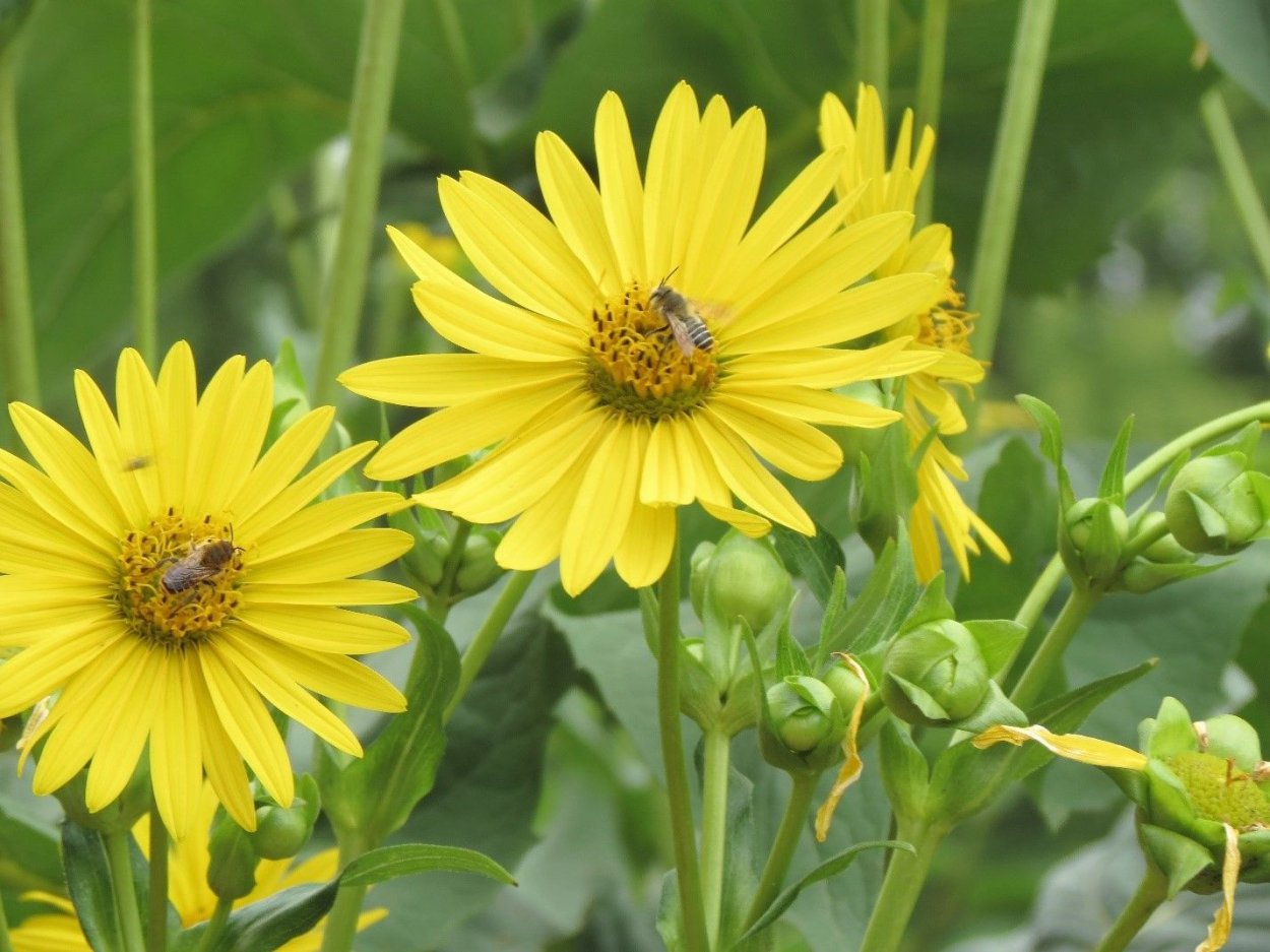 Сильфия пронзеннолистная медонос