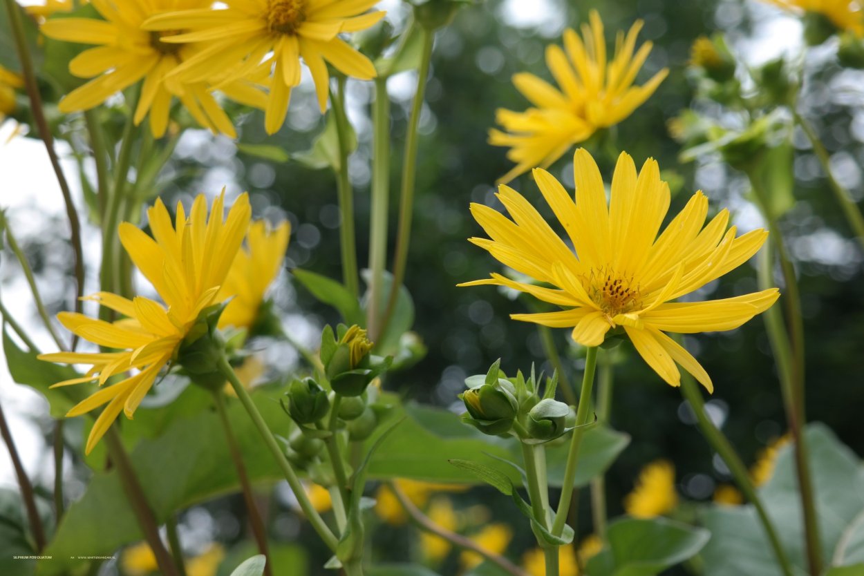 Сильфия пронзеннолистная семена