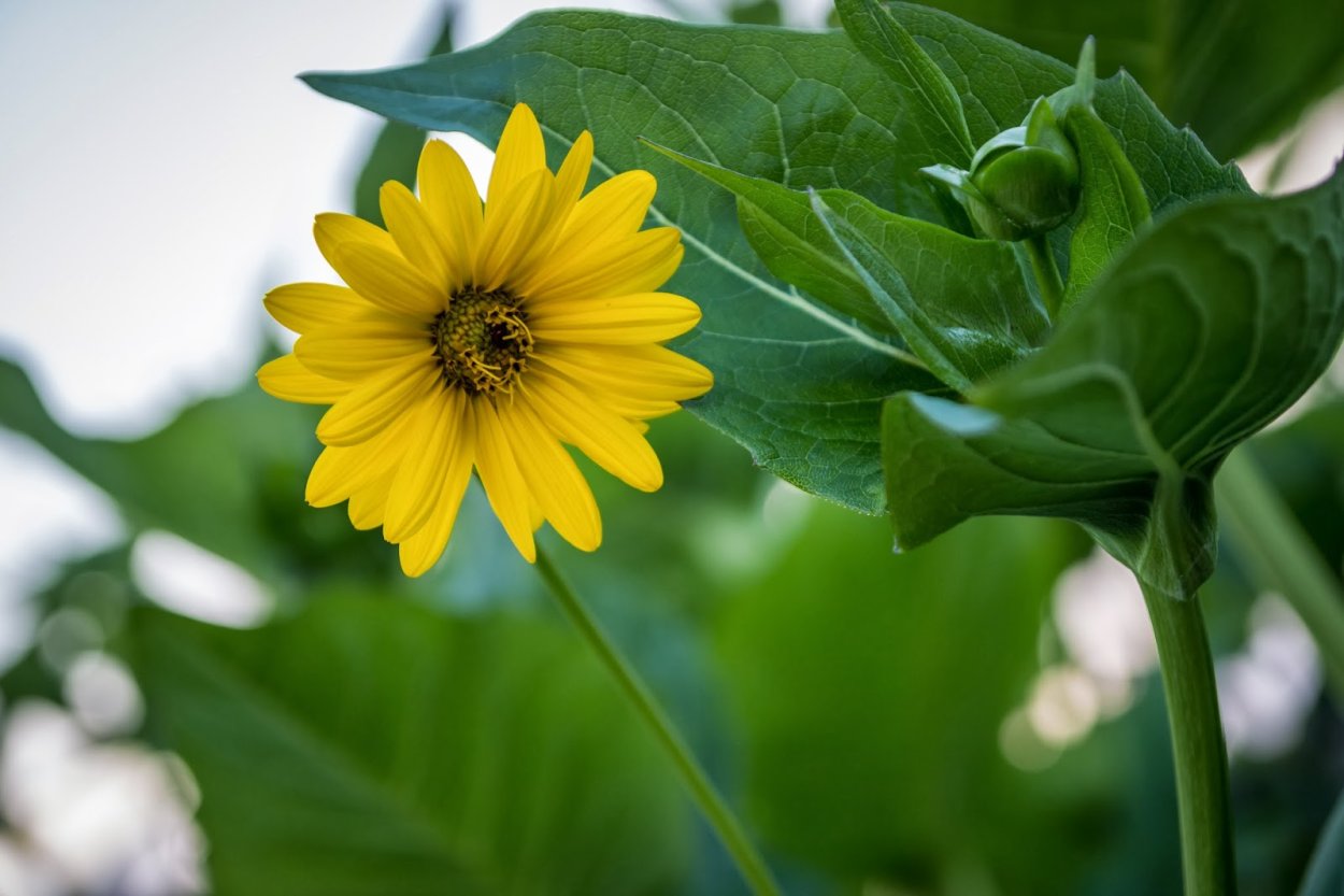 Сильфия пронзеннолистная