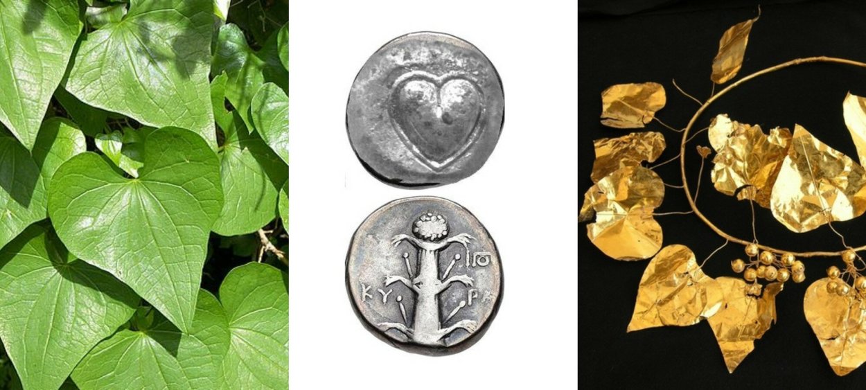 Сильфия пронзеннолистная семена