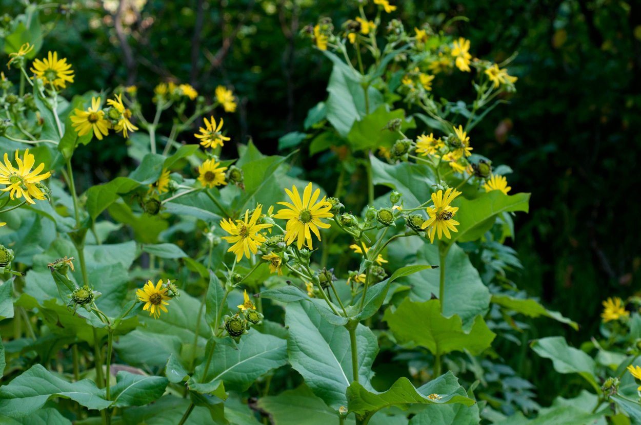 Silphium laciniatum