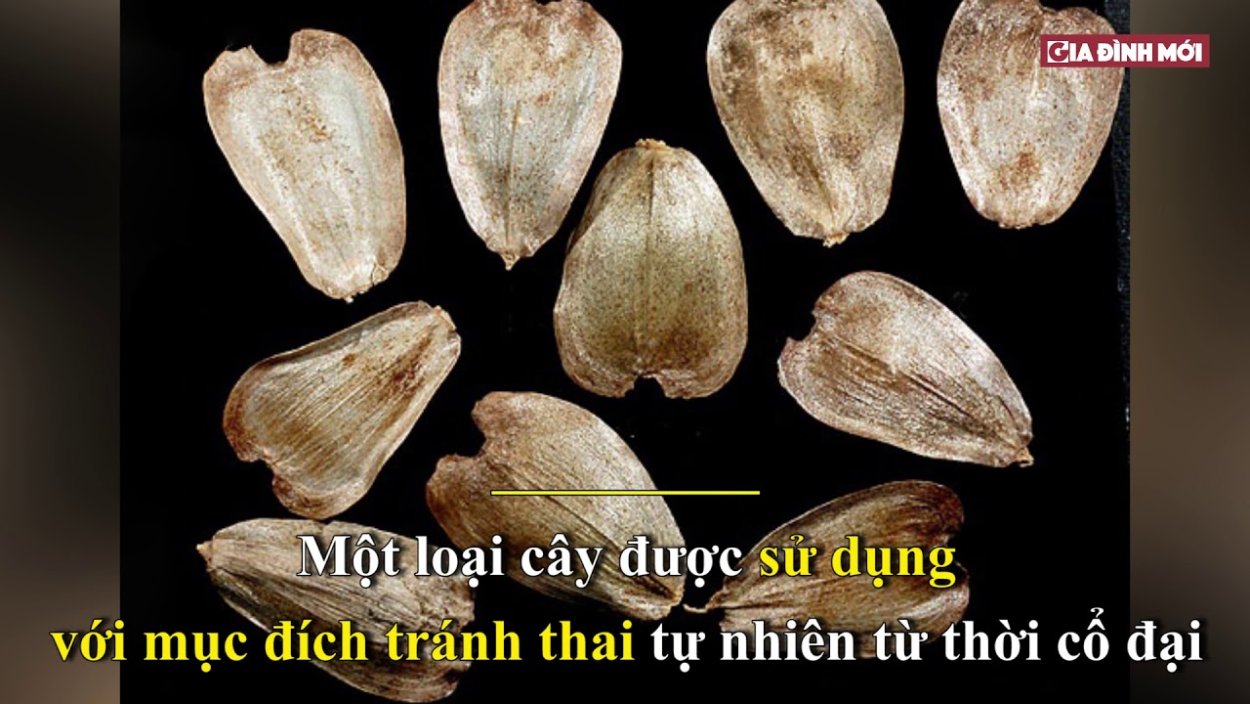 Сильфий растение на монете