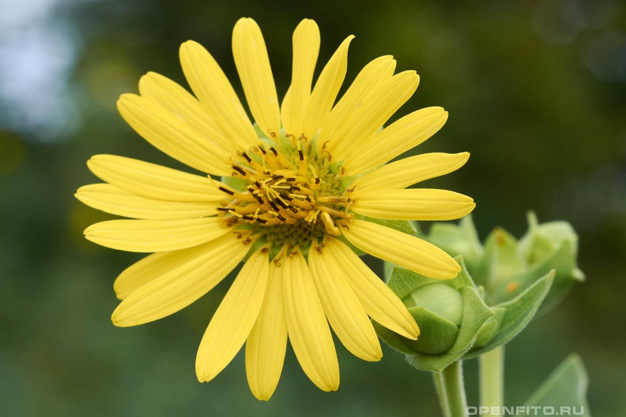 Сильфий Ливия