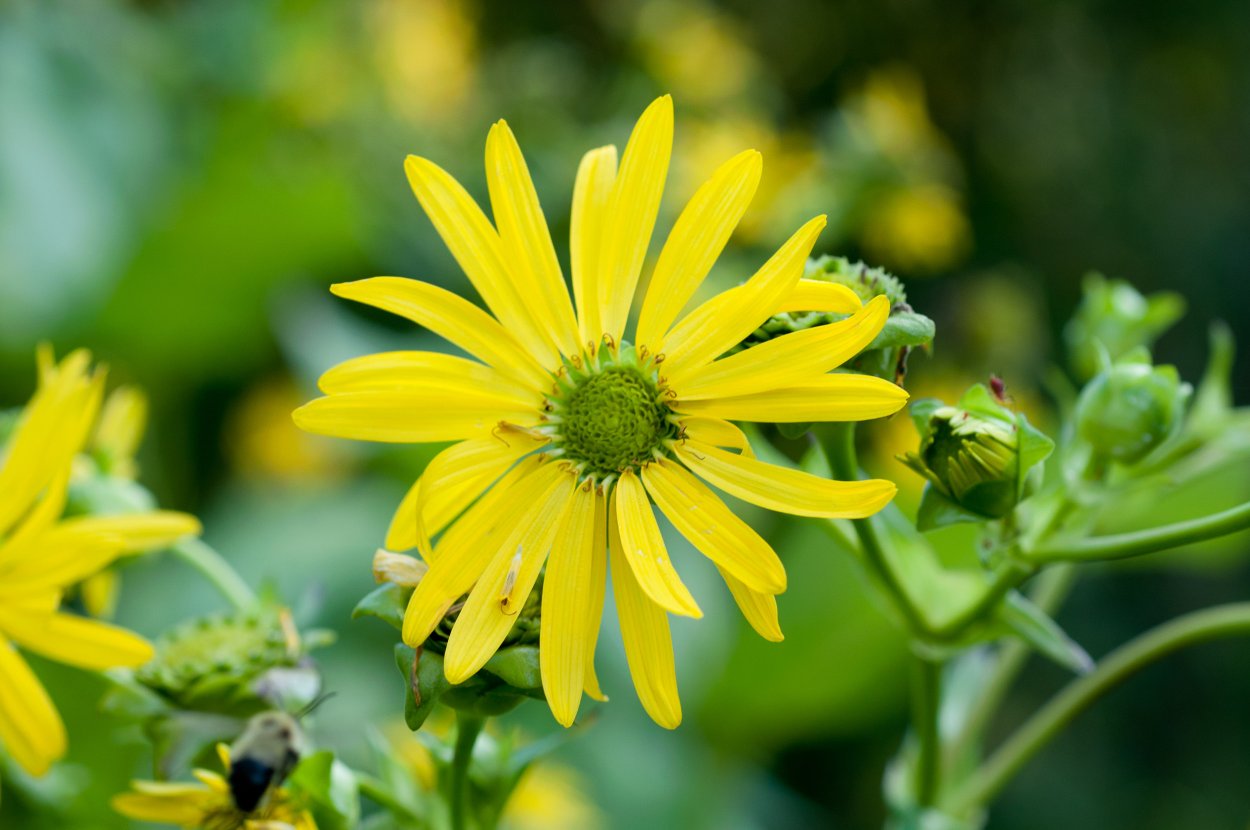 Сильфия медонос