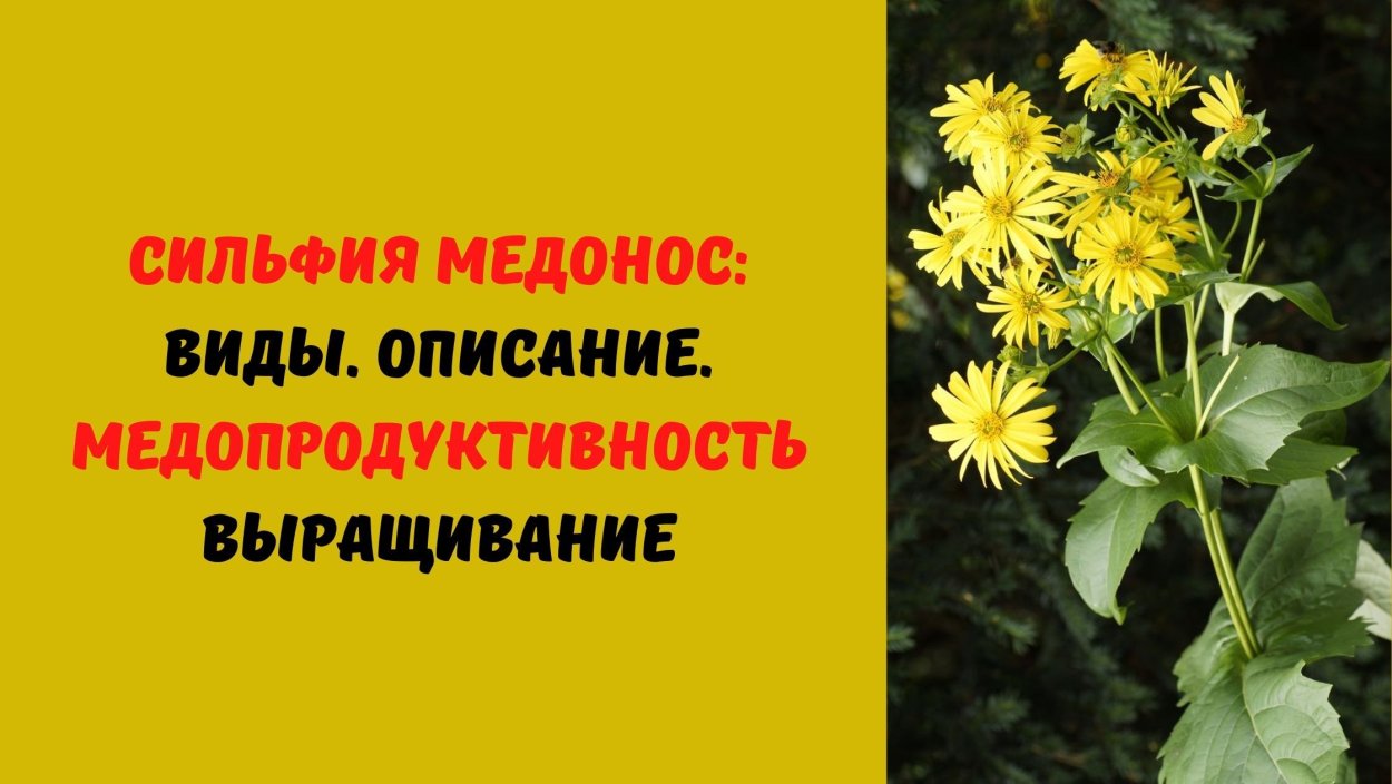 Гелиантус Лемон Квин