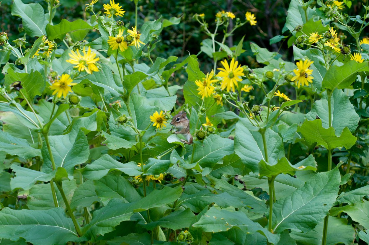 Сильфиум дольчатый