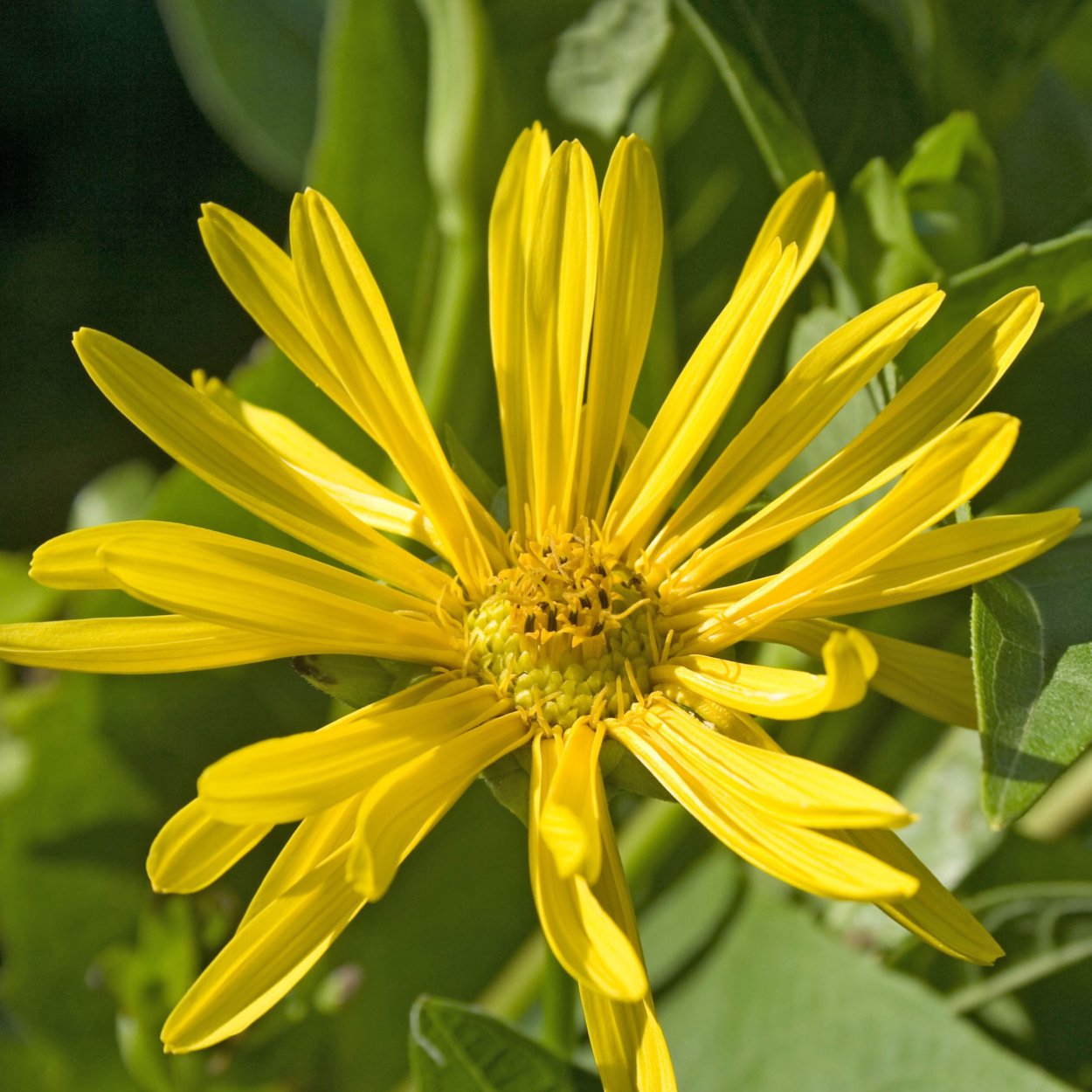 Silphium perfoliatum