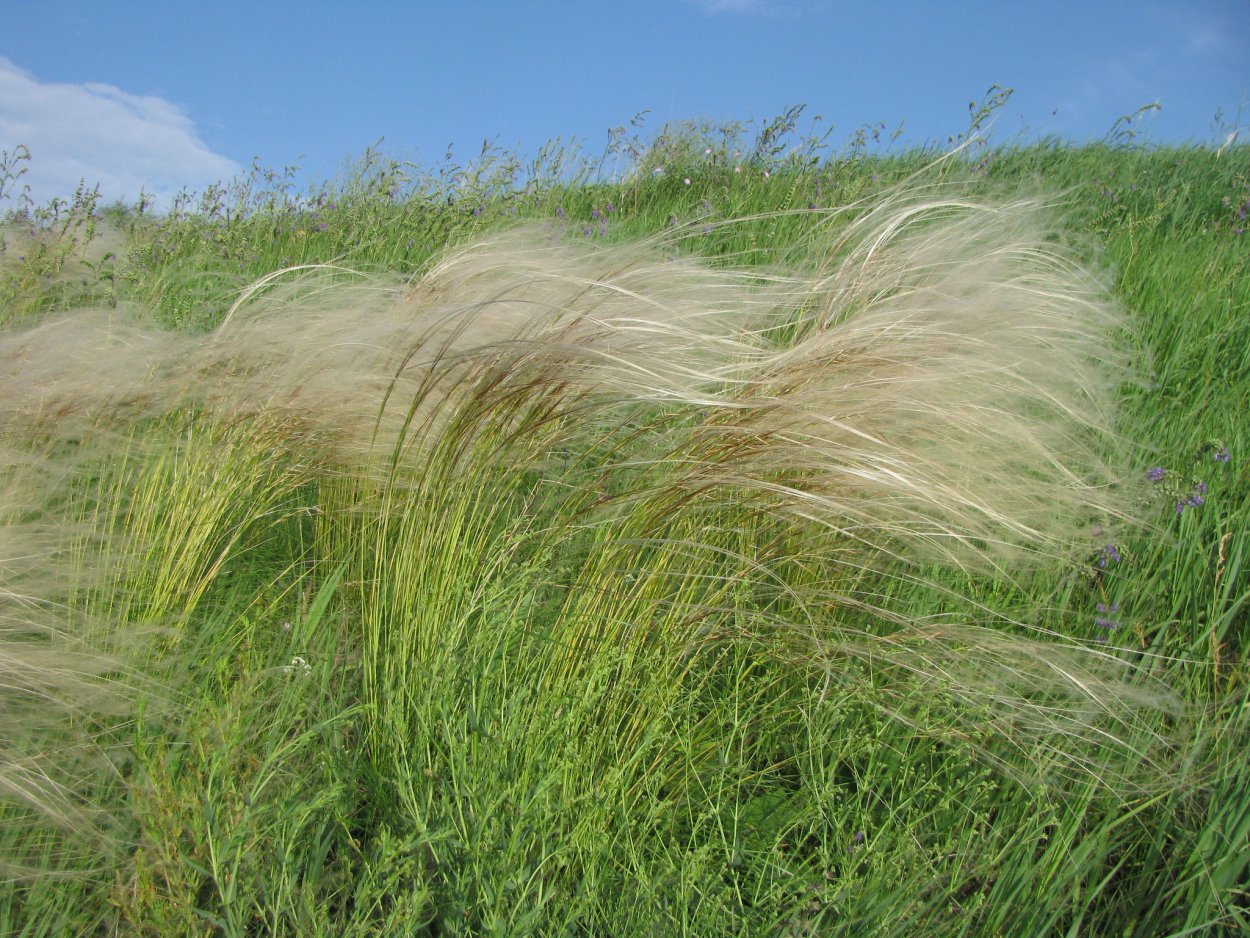 Ковила. Stipa stenophylla. Ковила Дніпровська. Квирус Ковила. Земля Ковила.