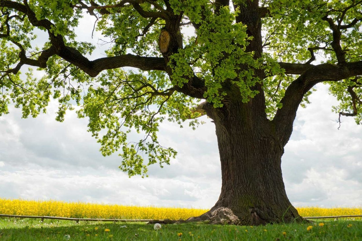 Красивое дерево дуб