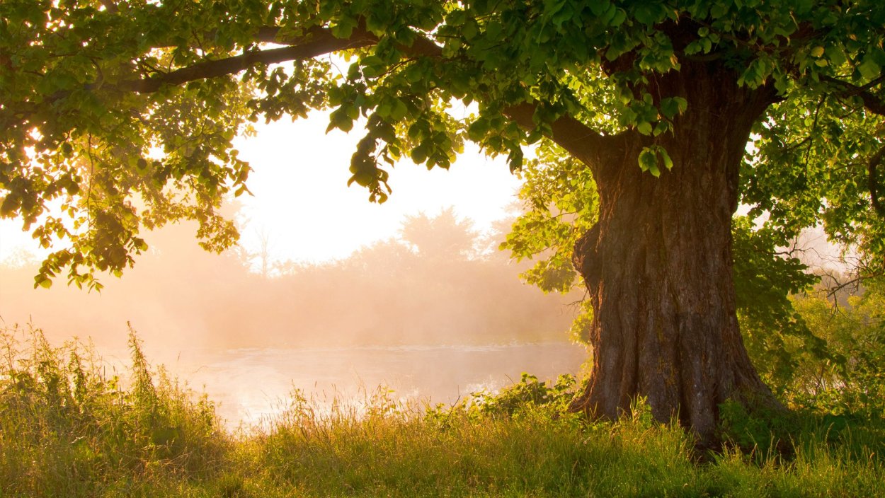 Красивое дерево