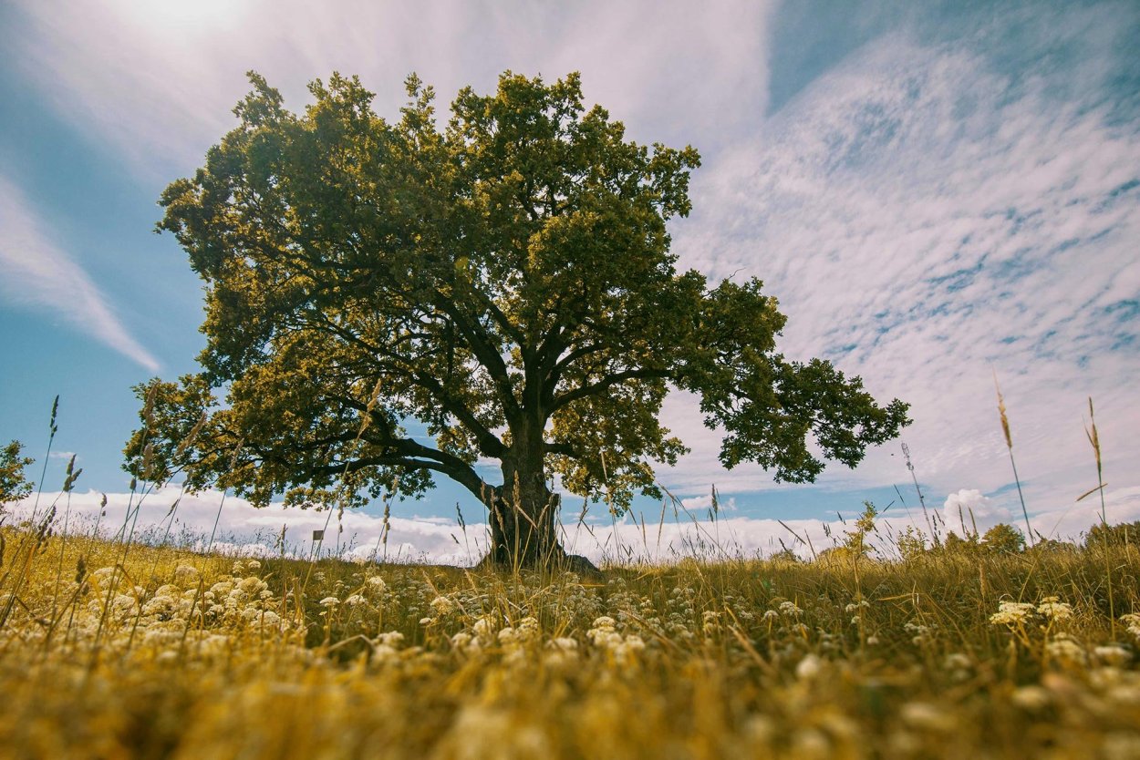 Дуб парк Фредвилл, Нонингтон, Великобритания